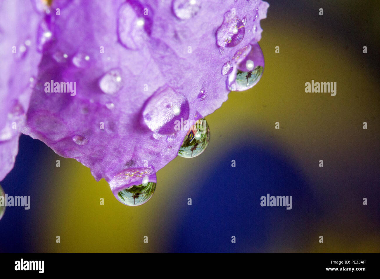 Malaysian flag image in water droplets at the end of flowers and leaves in conjunction with