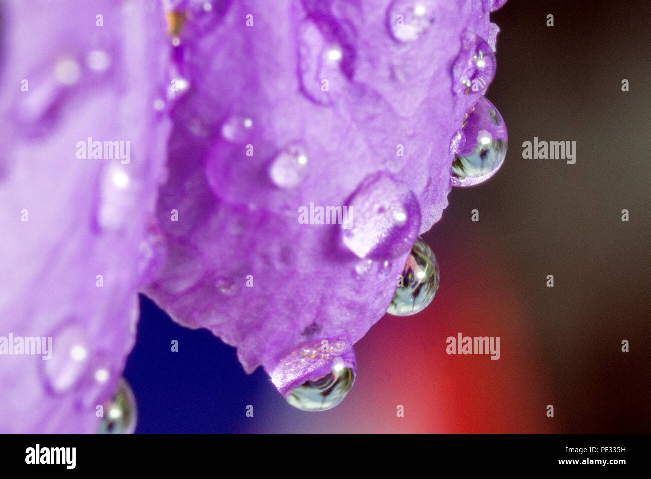 Malaysian flag image in water droplets at the end of flowers and leaves in conjunction with