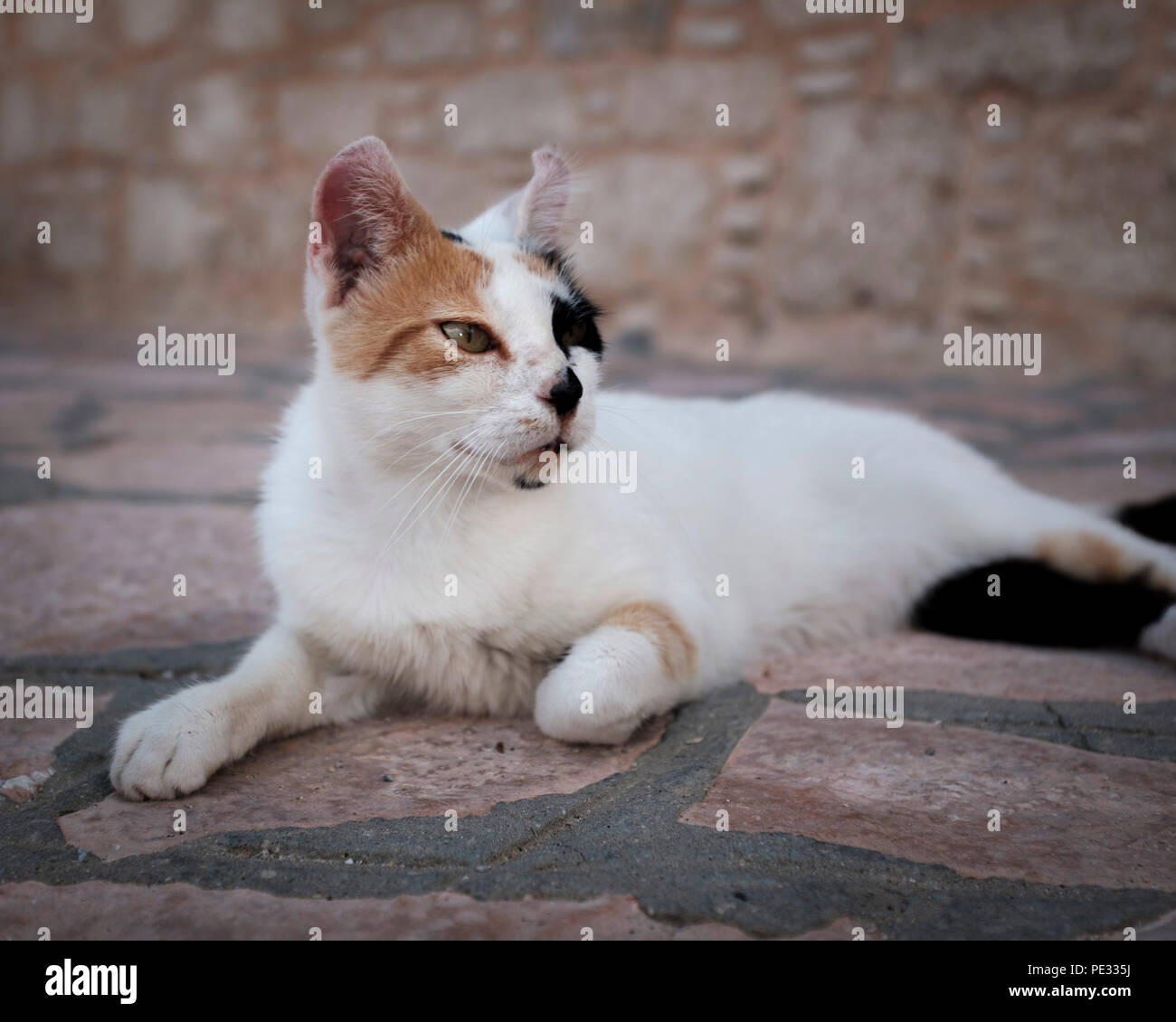 Cat laying on the floor hi-res stock photography and images - Alamy