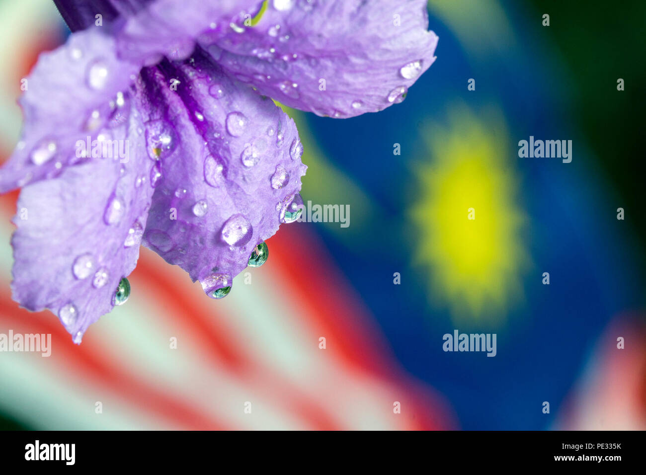 Malaysian flag image in water droplets at the end of flowers and leaves in conjunction with