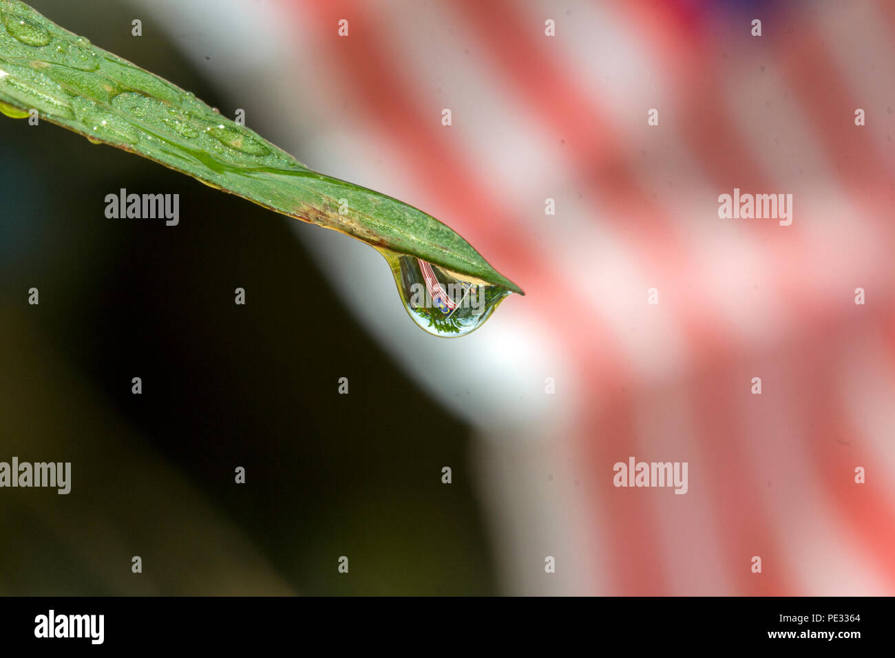 Malaysian flag image in water droplets at the end of flowers and leaves in conjunction with