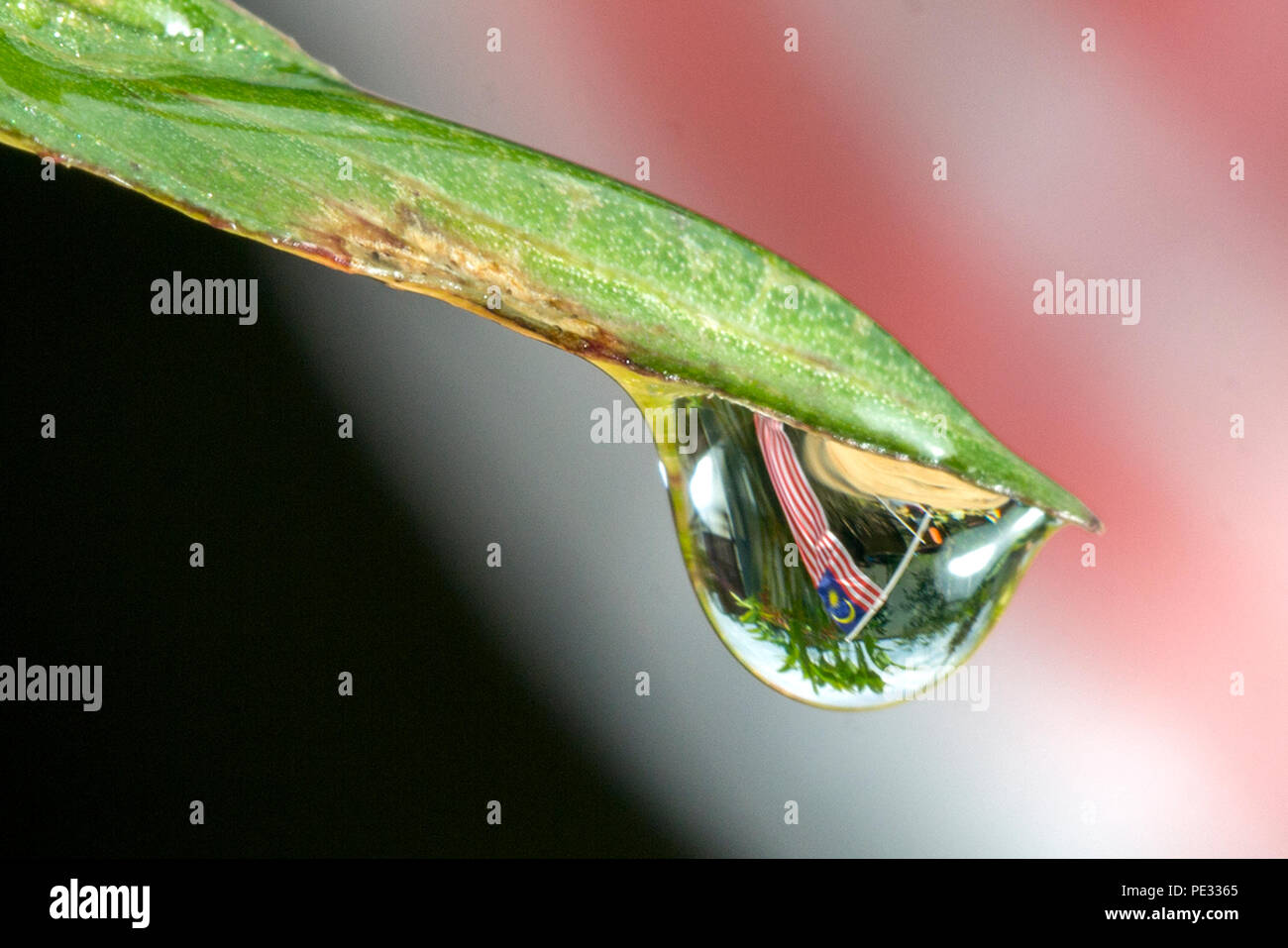 Malaysian flag image in water droplets at the end of flowers and leaves in conjunction with
