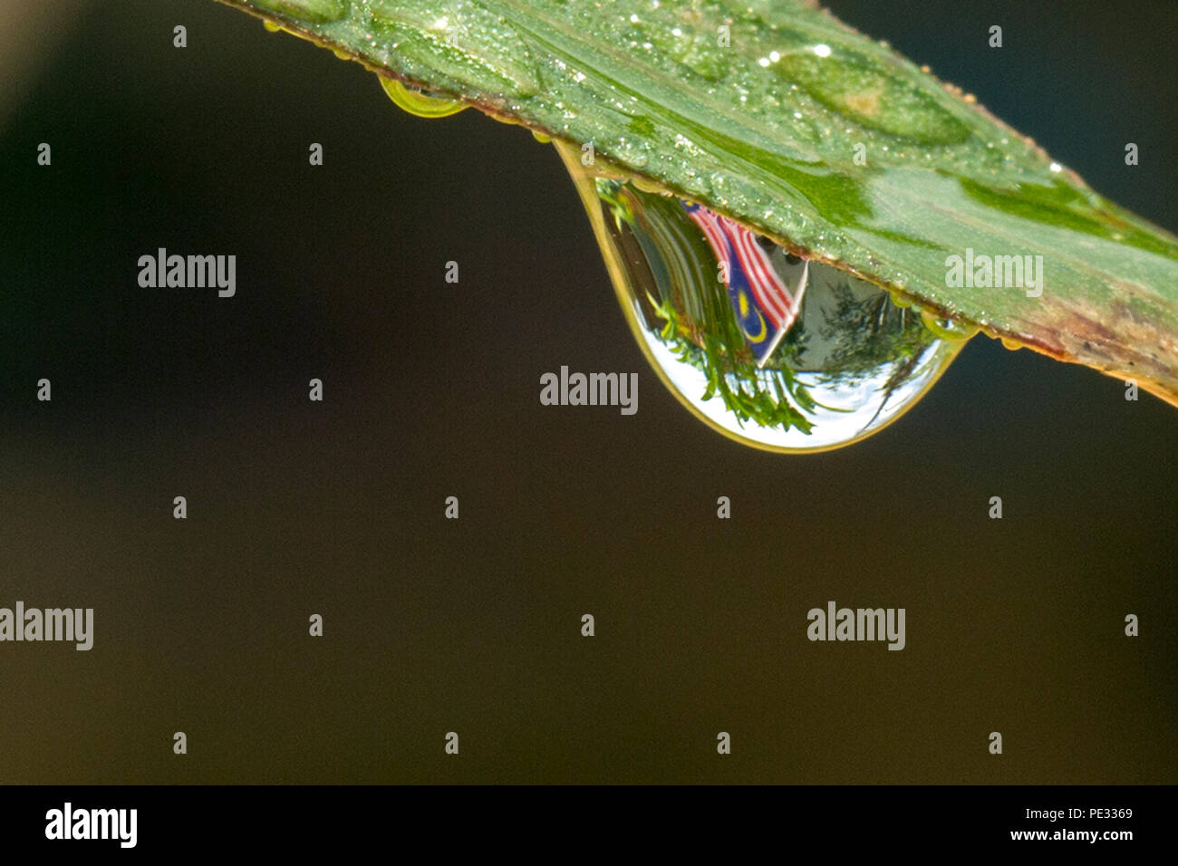 Malaysian flag image in water droplets at the end of flowers and leaves in conjunction with