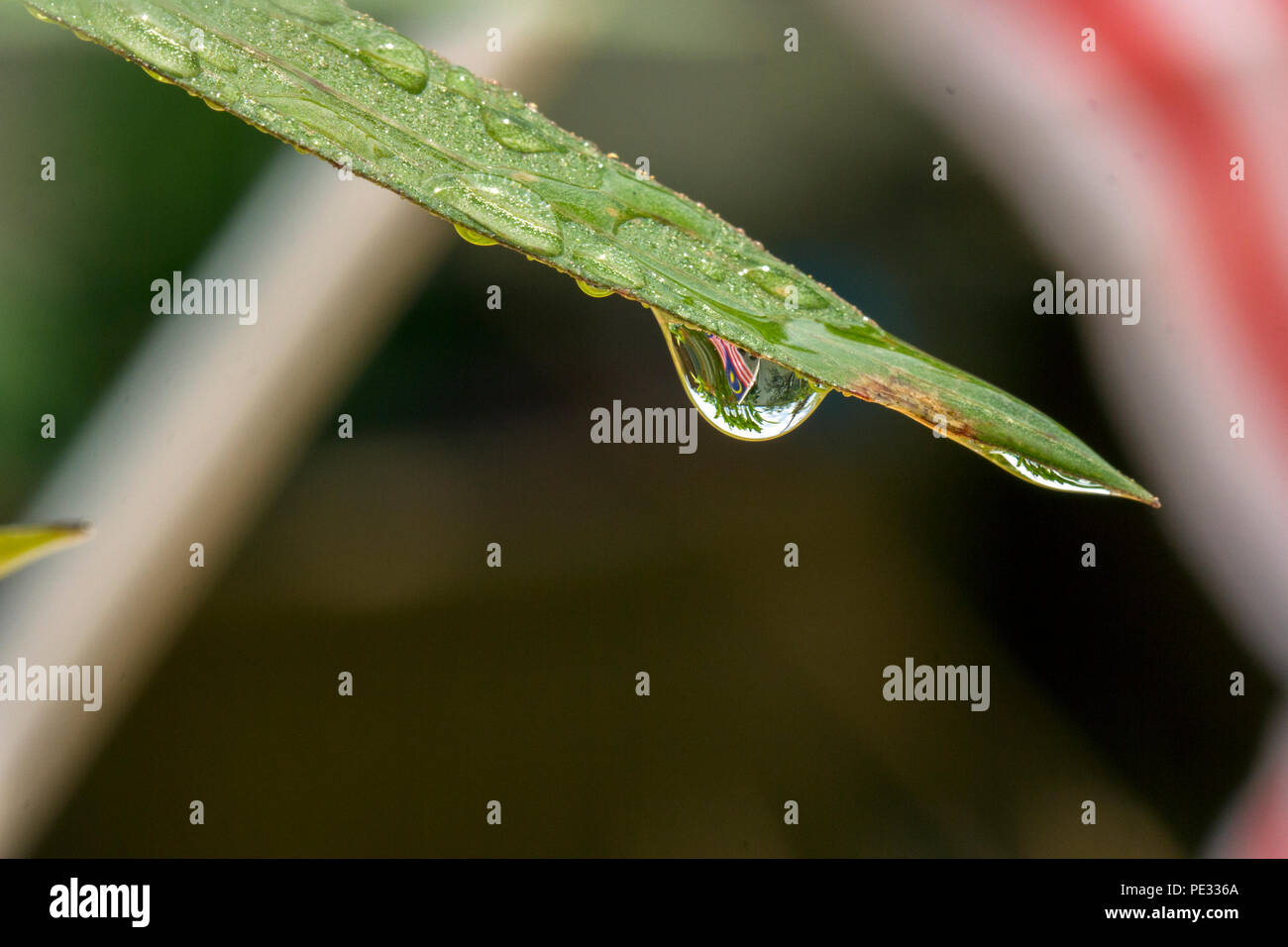 Malaysian flag image in water droplets at the end of flowers and leaves in conjunction with
