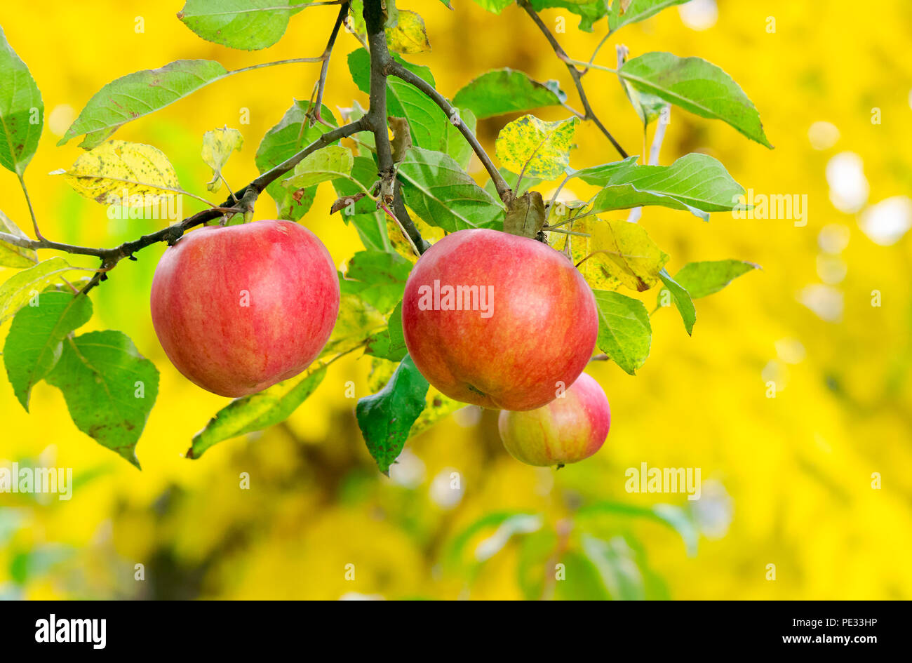 three apples on a brunch. ripe crop harvest time in autumn. Stock Photo