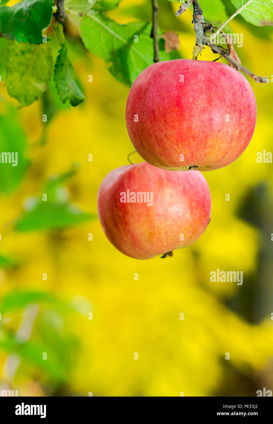 two ripe apples on a brunch. harvest time in autumn. Stock Photo
