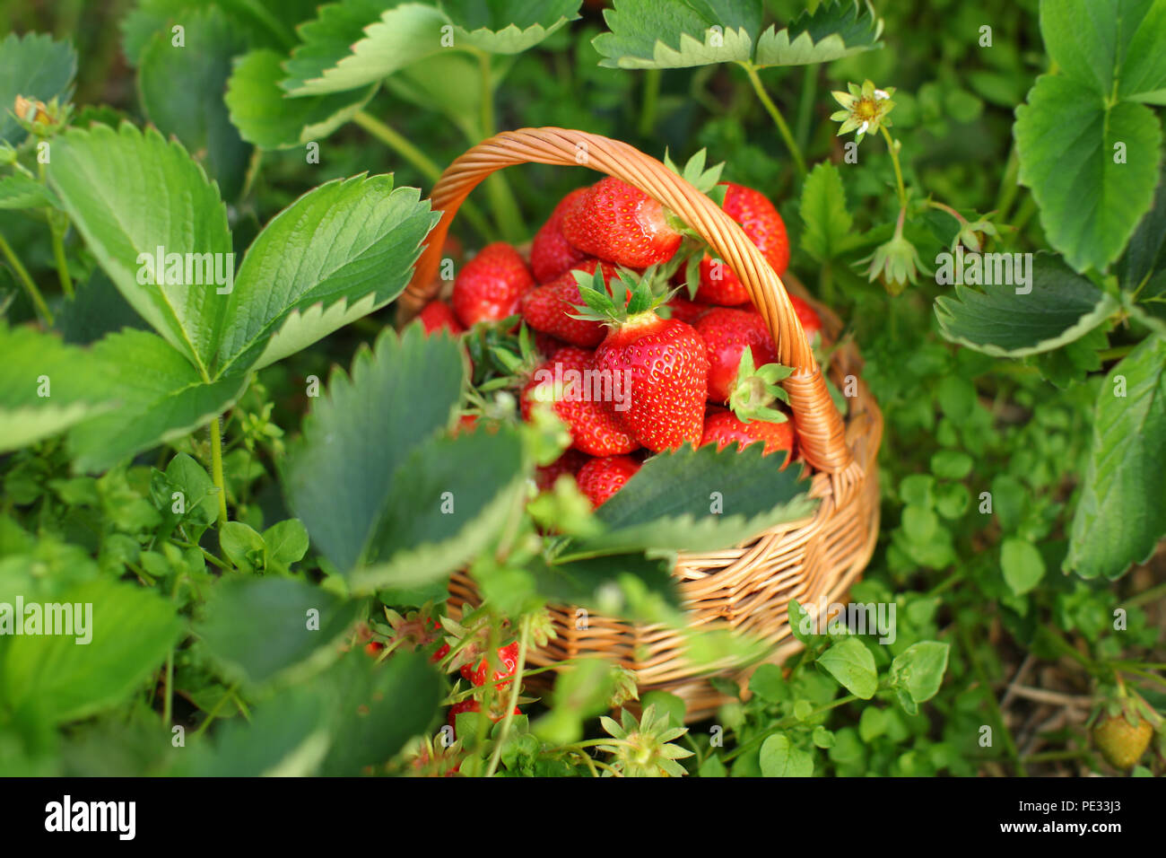 Wicker basket full of ripe strawberries, placed on ground, leaves all