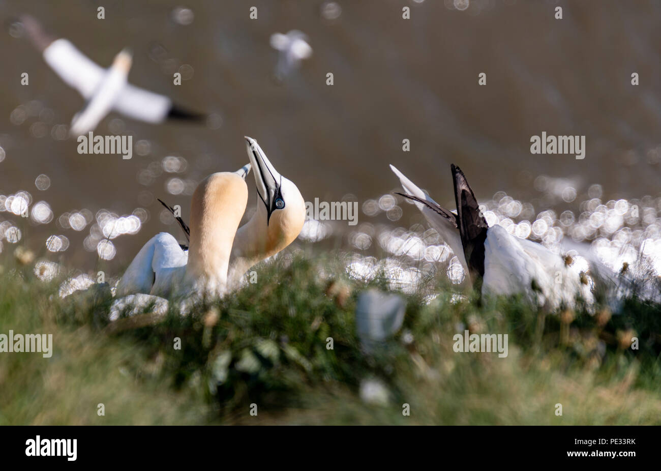 Northern Gannet's on the cliffs at Bempton, East Yorkshire Stock Photo