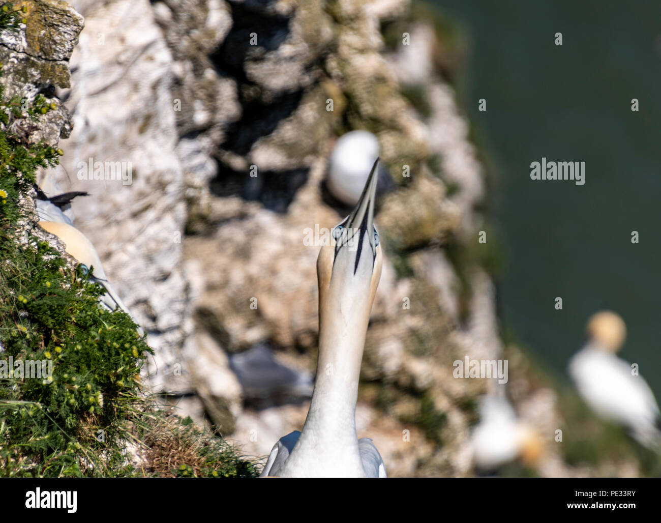 Northern Gannet's on the cliffs at Bempton, East Yorkshire Stock Photo