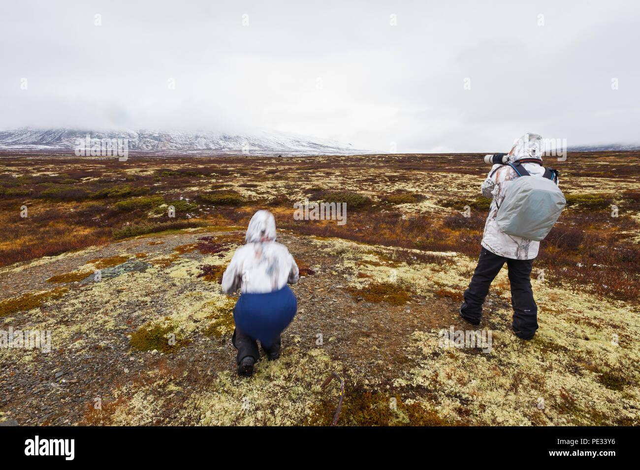Two nature tourists are taking pictures of muskoxen in secure distance from the herd in Dovrefjell national park, Dovre, Norway. Stock Photo