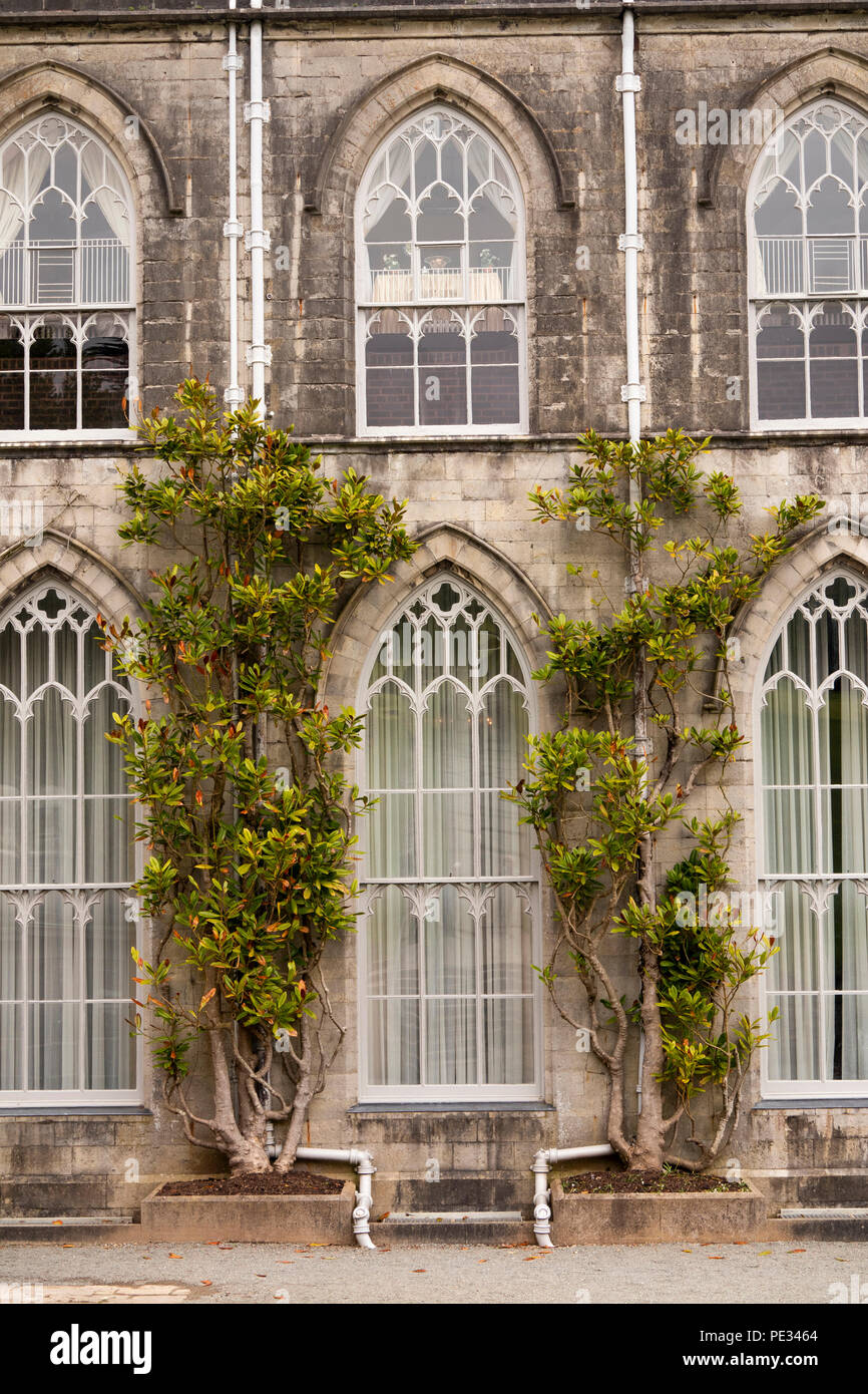 UK, Wales, Anglesey, Plas Newydd House, wisteria growing beside gothic revival arched windows Stock Photo