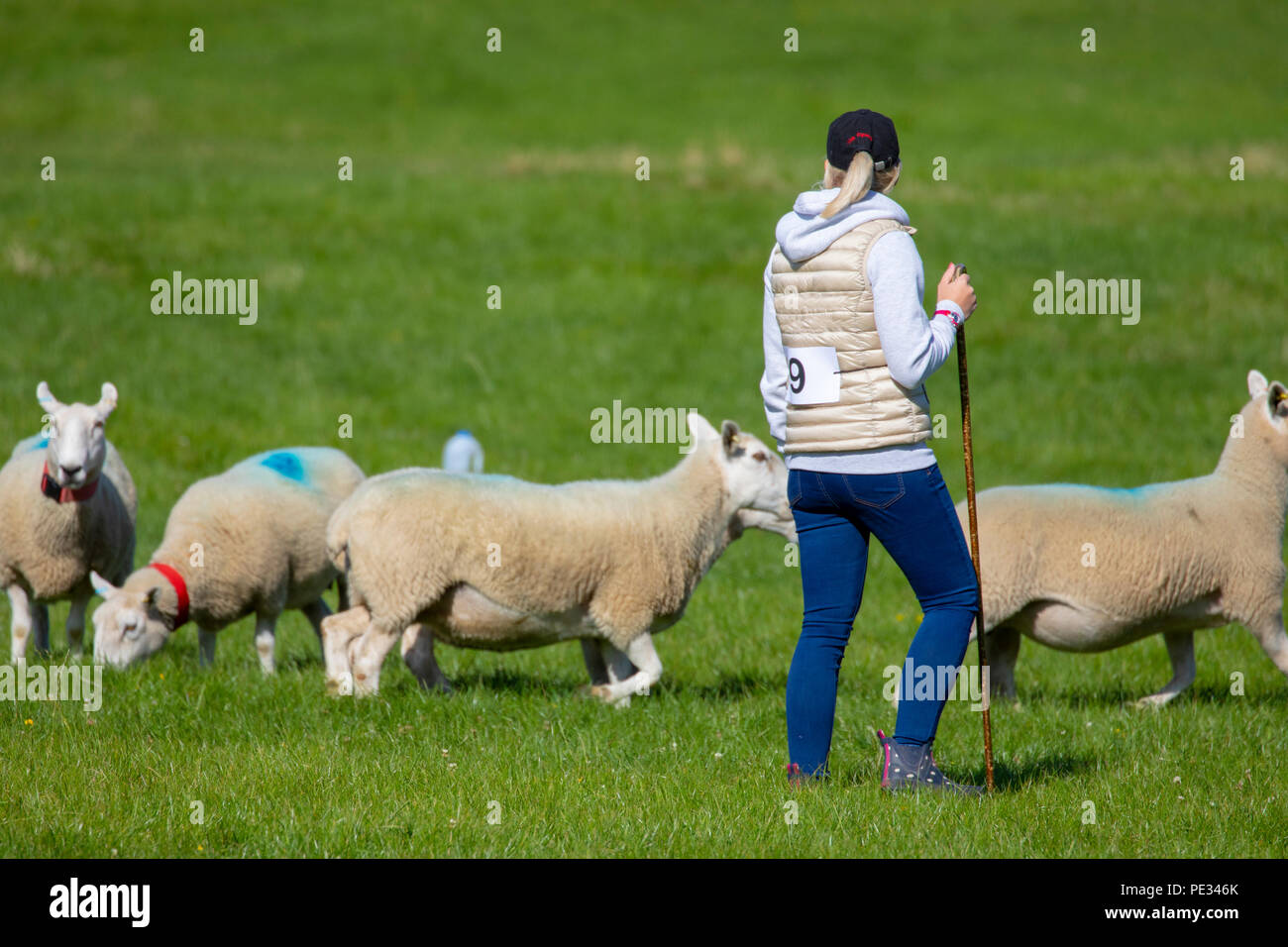 Shepherds crook hi-res stock photography and images - Alamy