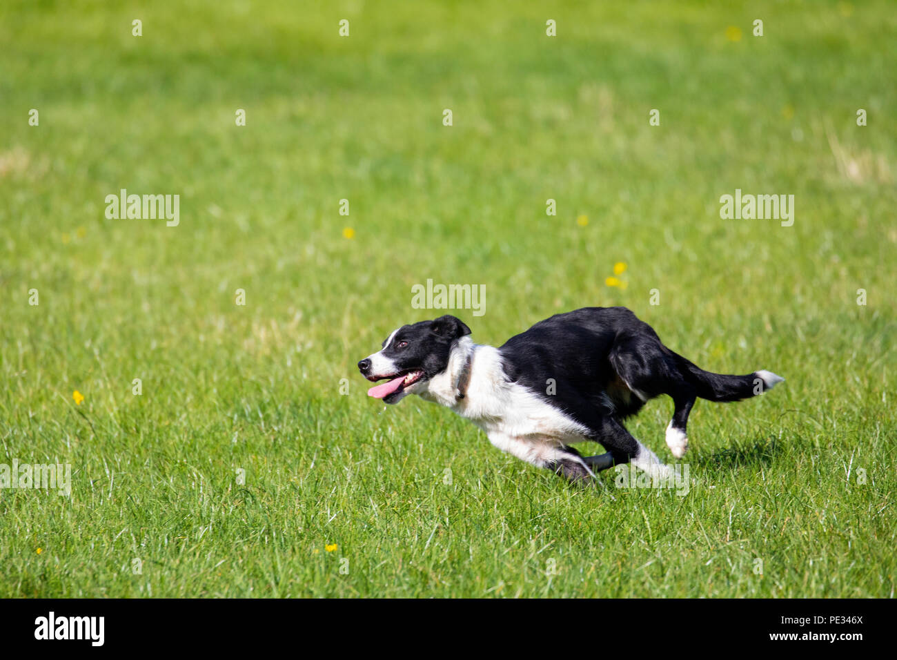 A shepherds sheep dog running at full pelt to fetch sheep during the