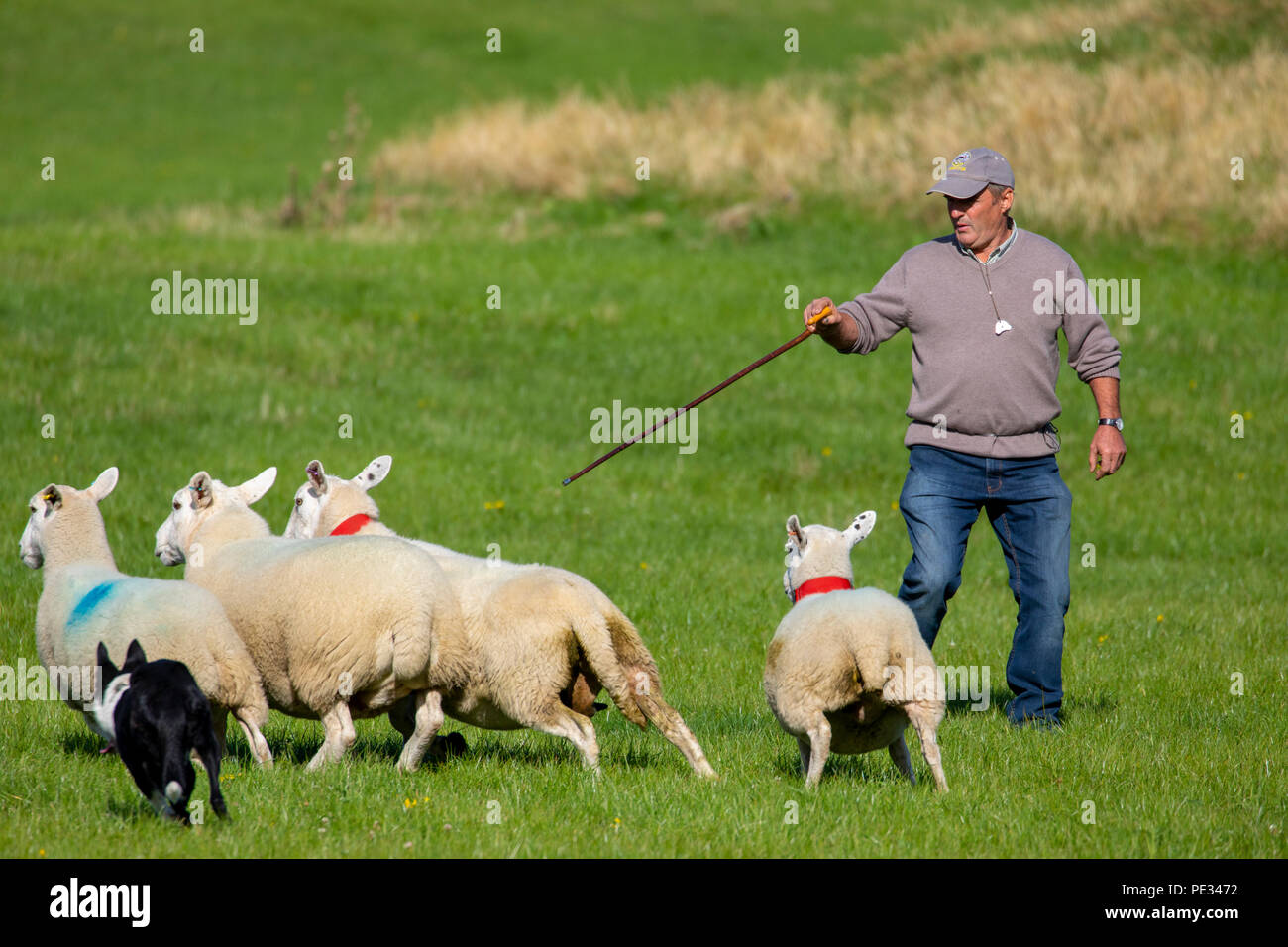 A male shepherd and his sheep dog driving sheep along the route at the National Sheep Dog Trials held in Nannerch, Flintshire Stock Photo