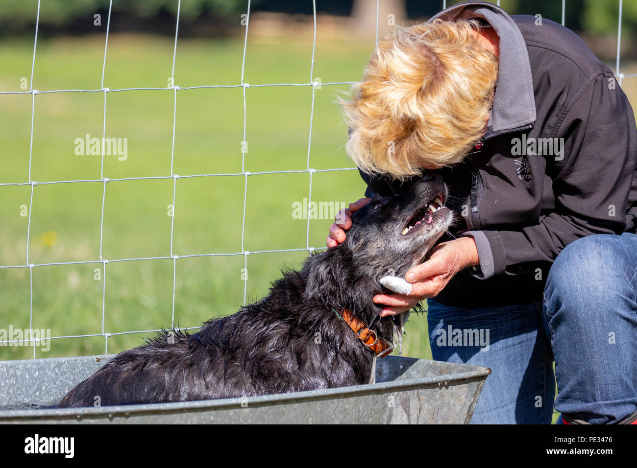 A shepherdess rewarding her sheep dog with a cool bath after competing at the National Sheepdog Trials in Nannerch, Flintshire Stock Photo