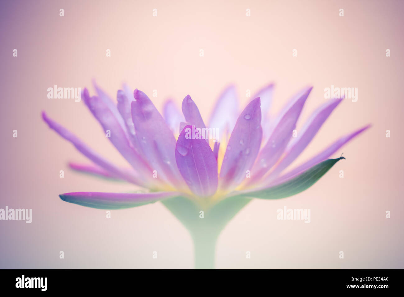 The appearance of a purple lotus flower is a beautiful symbol of