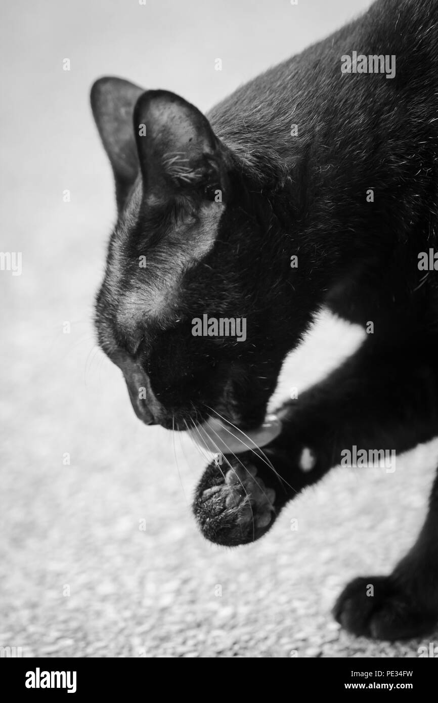 Black cat licking fur clean themselves Stock Photo Alamy