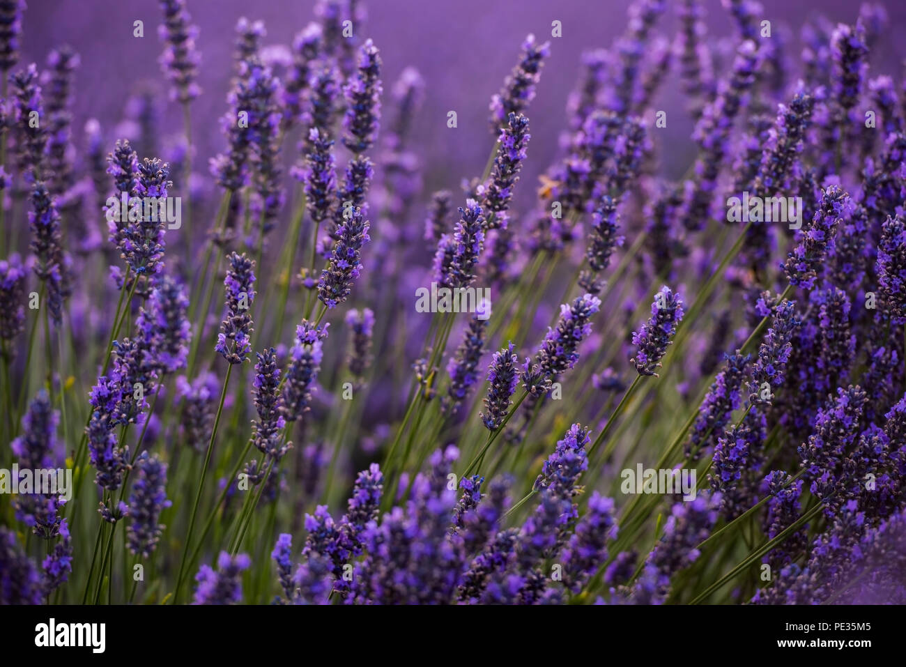 closeup purple lavender field blooming flower with sunlight flare in ...