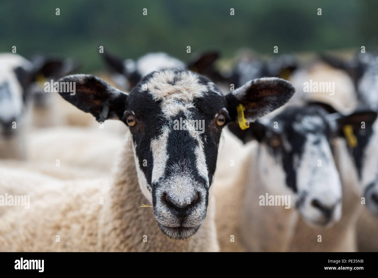North of England mule shearlings in fields in the Cotswolds, UK. Stock Photo