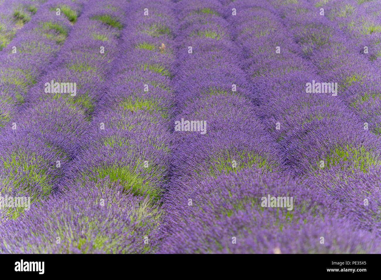 Lavendar fields in full bloom, Snowshill, Cotswold, UK. Stock Photo