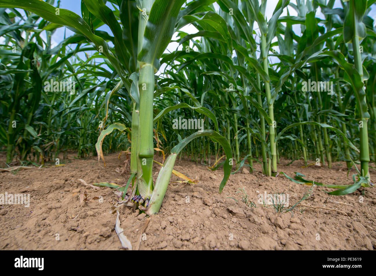 Maize crop growing well in a hot summer. Cotswolds, UK Stock Photo Alamy