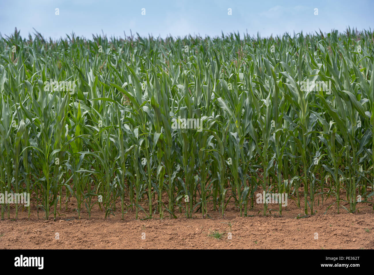 Maize crop growing well in a hot summer. Cotswolds, UK Stock Photo Alamy