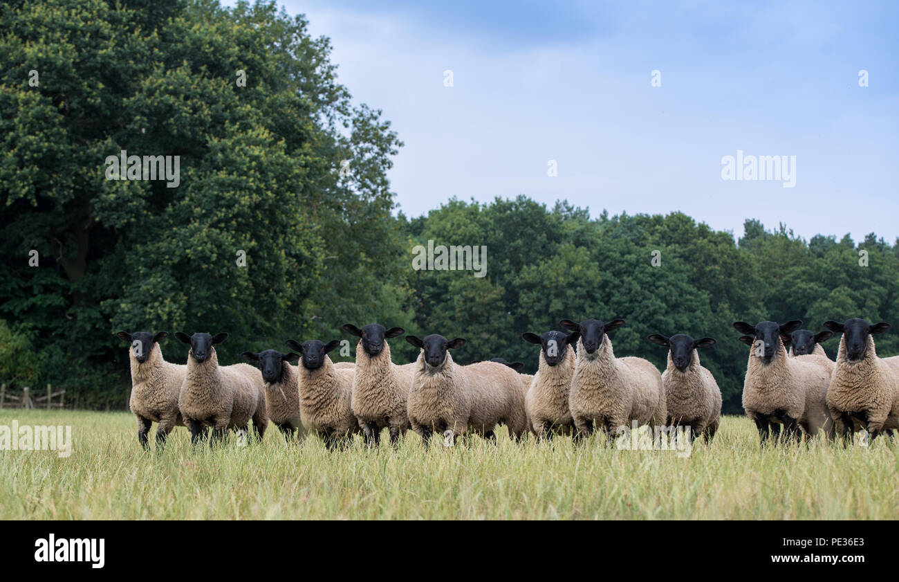 Flock of lambs newly weaned, sired by a suffolk ram. Warwickshire, UK