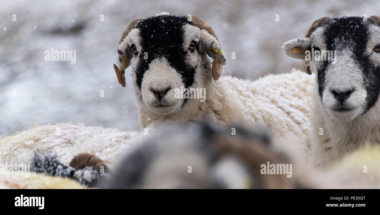 Swaledale sheep waiting in snow to be fed by shepherd, Askrigg, North Yorkshire, UK. Stock Photo