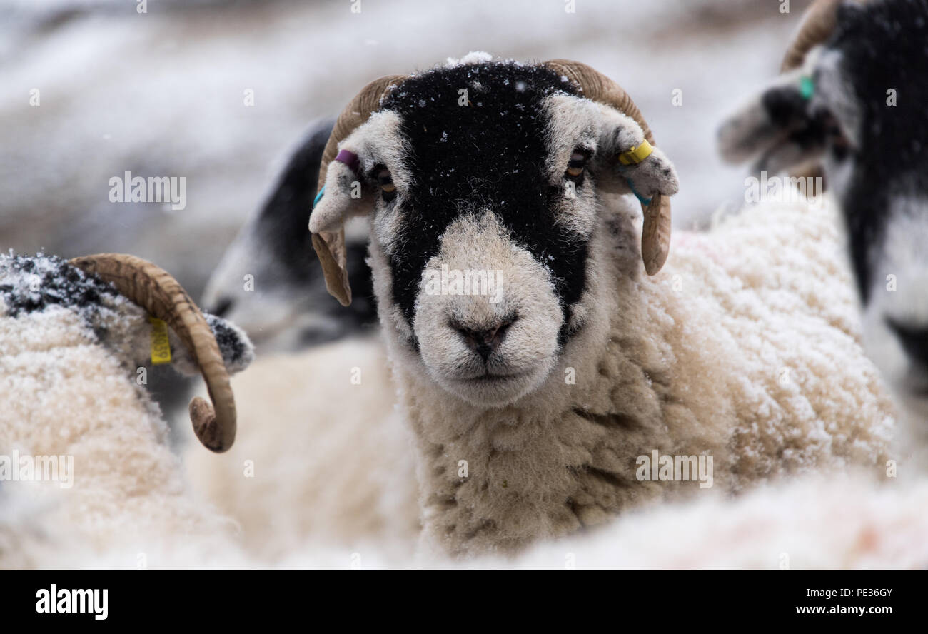 Swaledale sheep waiting in snow to be fed by shepherd, Askrigg, North Yorkshire, UK. Stock Photo