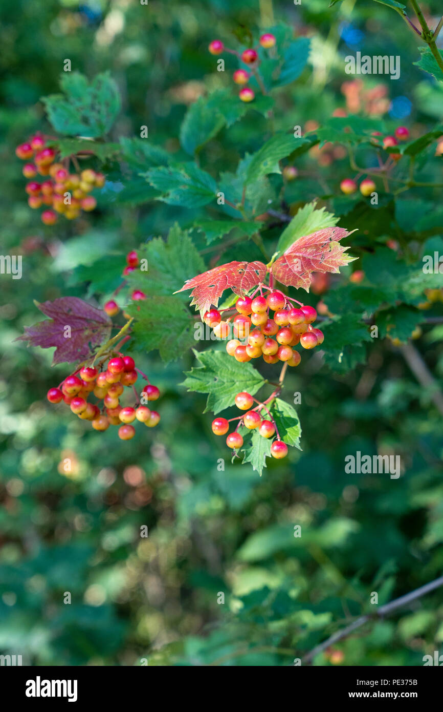 Guelder rose berries Viburnum opulus Stock Photo Alamy