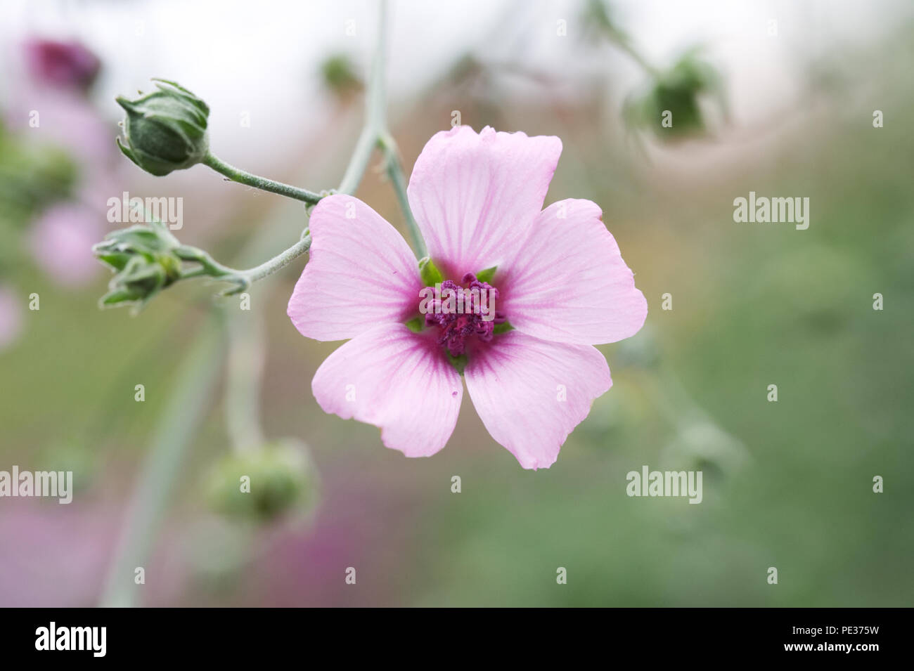 Althaea cannabina flowers. Stock Photo