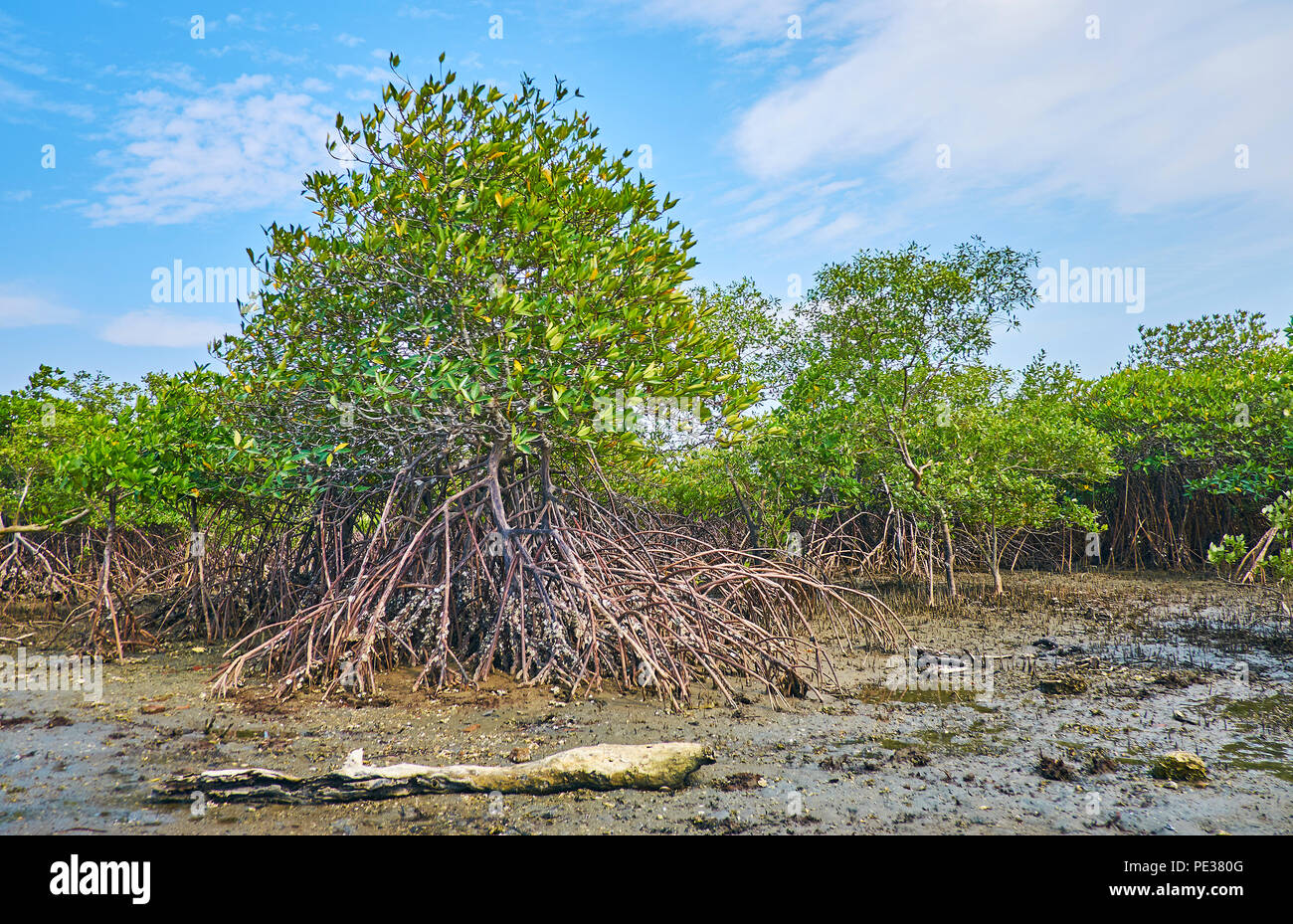 The mangrove plants with huge system of aerial roots, seen at low tide