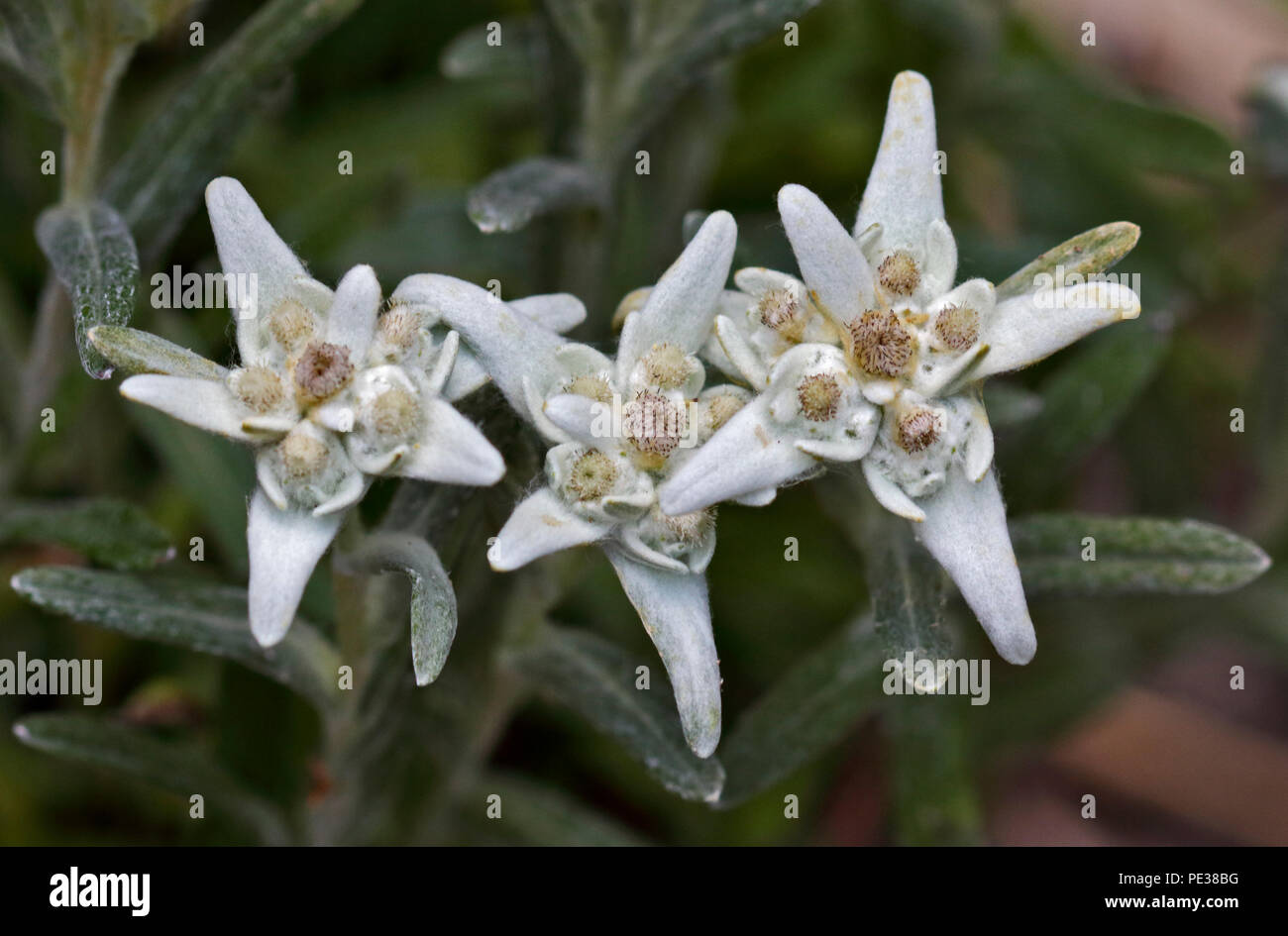 Edelweiss (leontopodium) Stock Photo