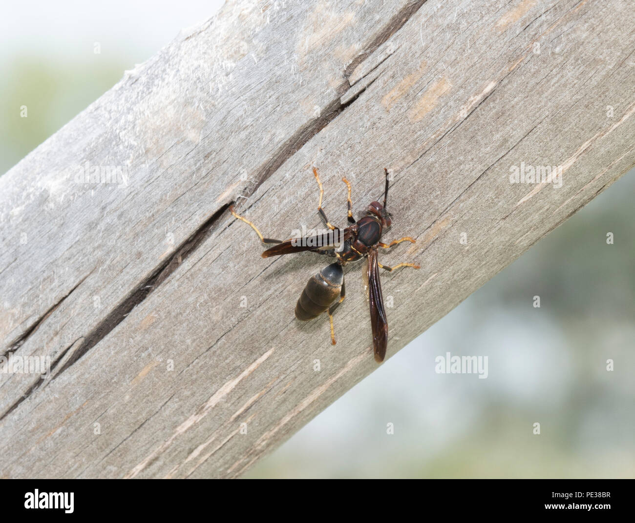 Dark Form of Northern Paper Wasp (Polistes fuscatus) on A Dead Tree in Colorado Stock Photo