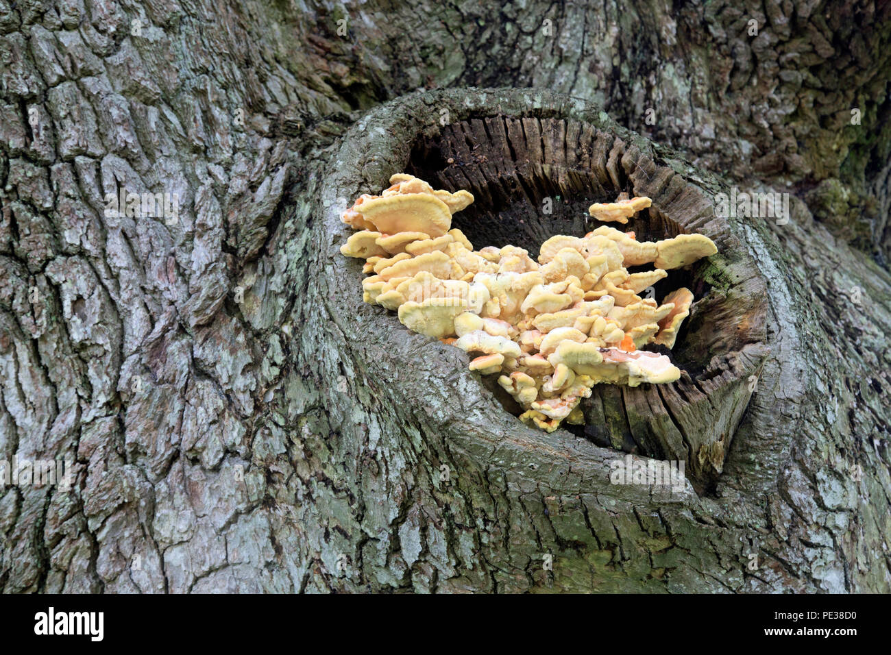 Fungus grows in knot hole in a tree Stock Photo Alamy