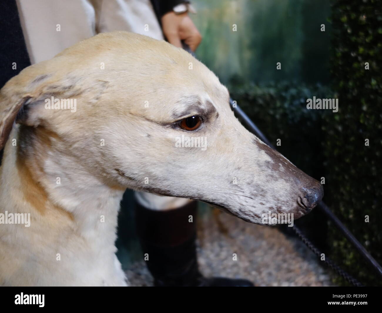 taxidermy greyhound Stock Photo Alamy