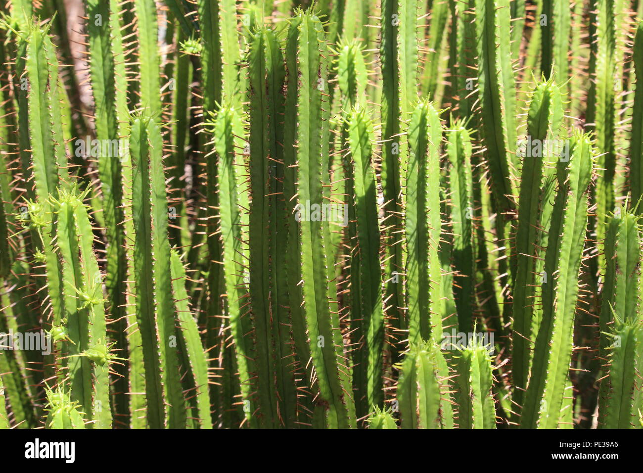 Close up photograph of many cacti, filling frame, natural background Stock Photo
