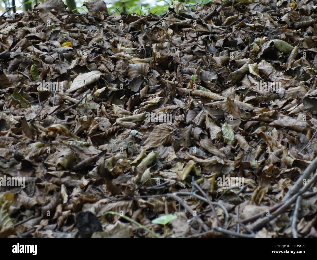 natural texture Stock Photo
