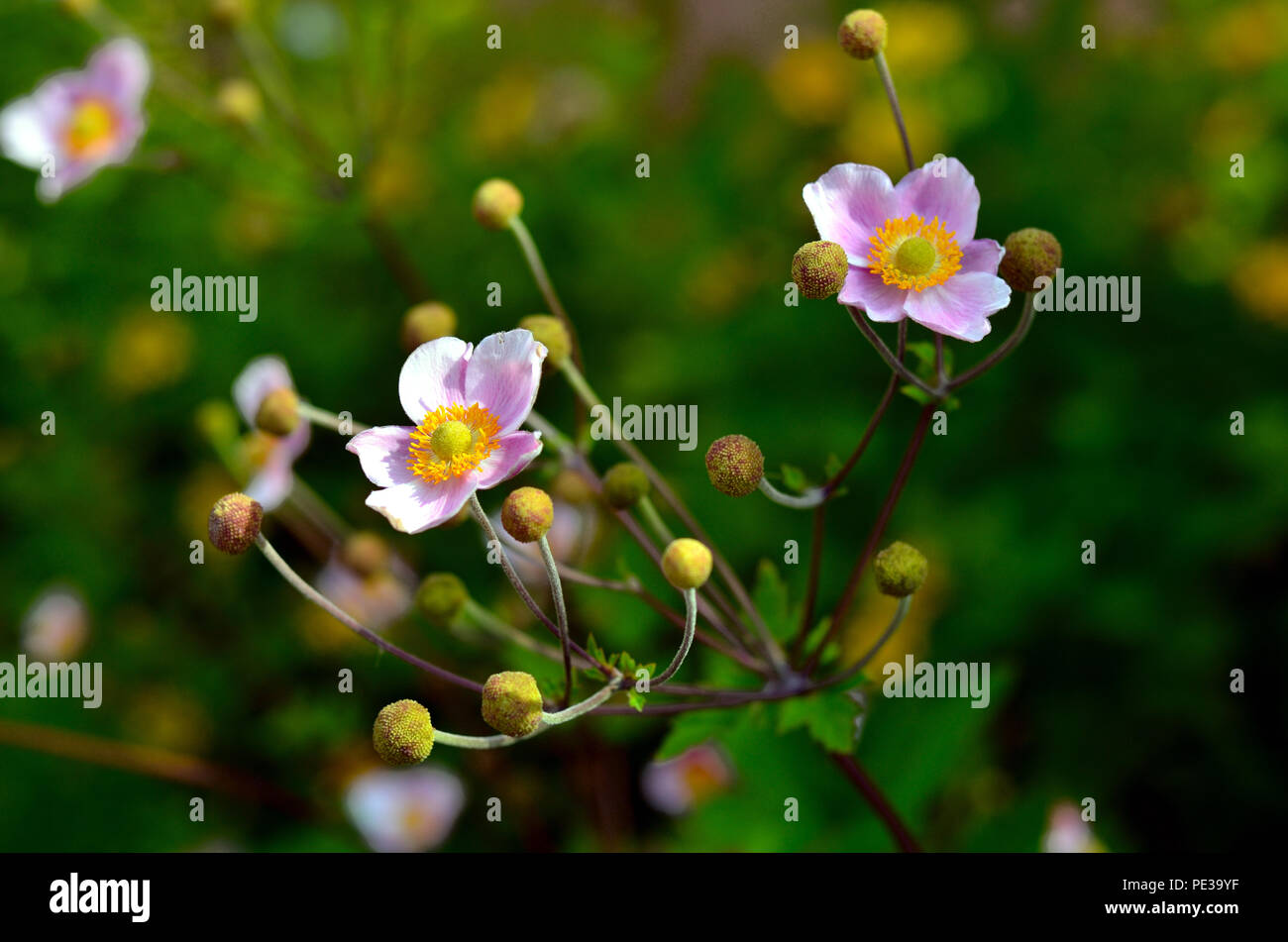 Close-up of a japanese anemone. Stock Photo