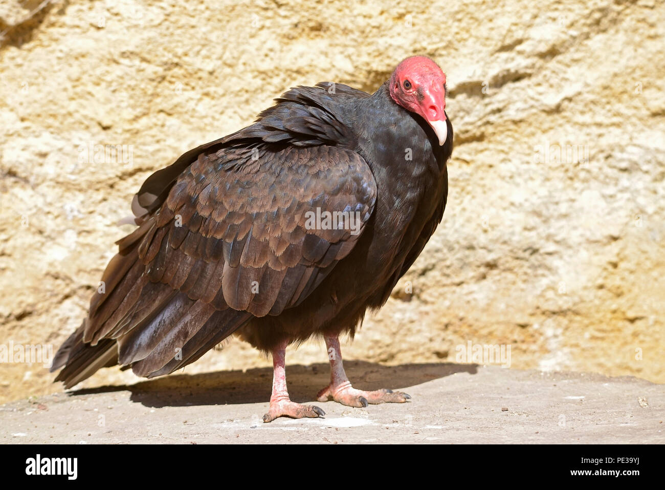 Turkey vulture (Cathartes aura) on ground on a rock face background Stock Photo