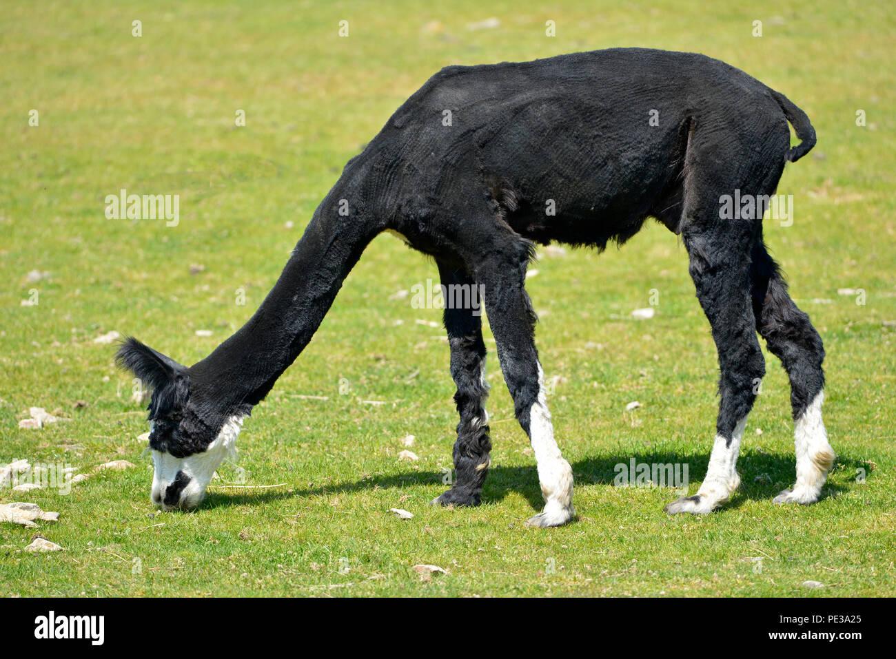Black alpaca (Vicugna pacos) grazing seen from profile Stock Photo