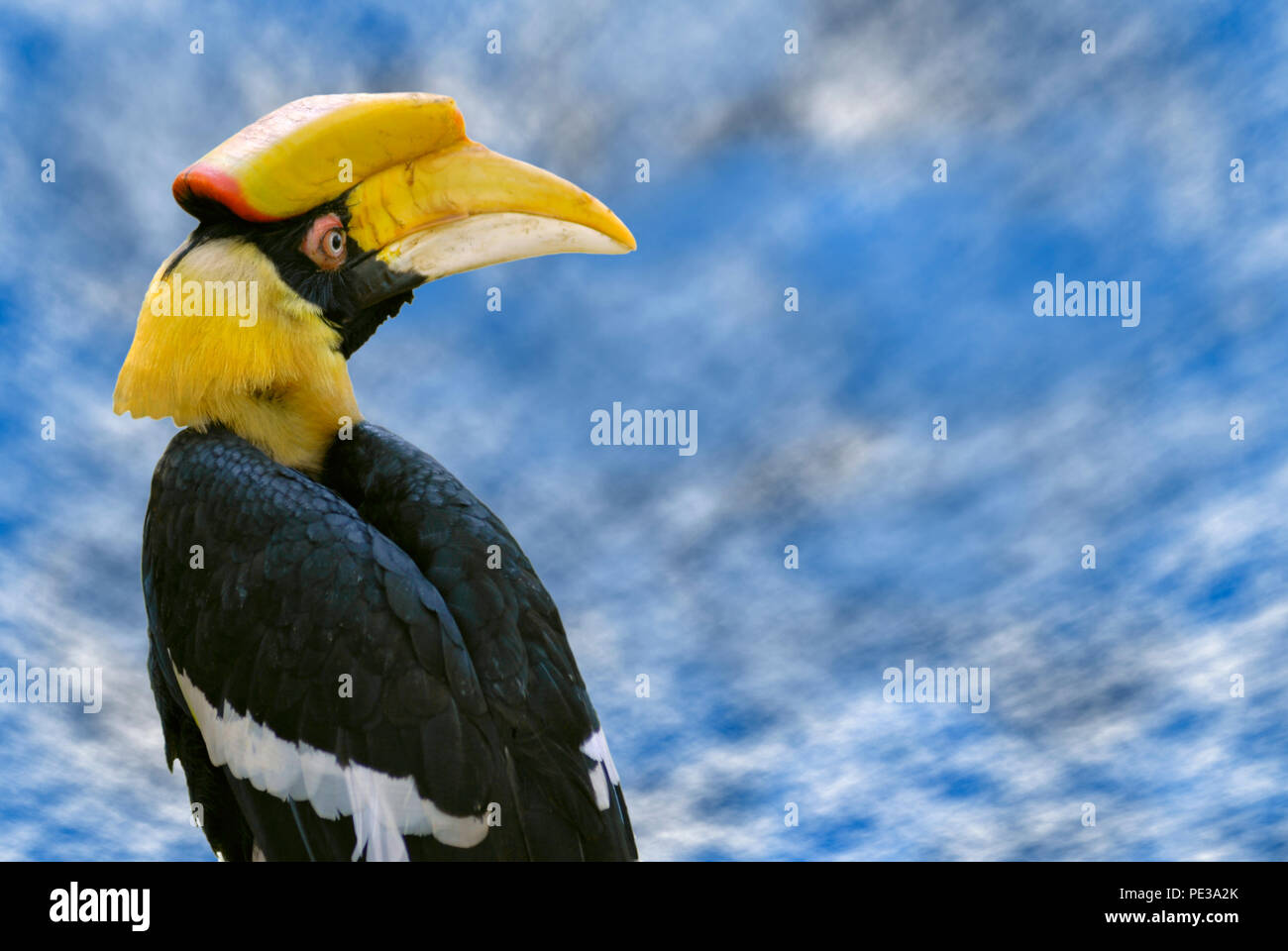 Portrait of Great Hornbill (Buceros bicornis) seen from behind on cloudy blue sky background Stock Photo