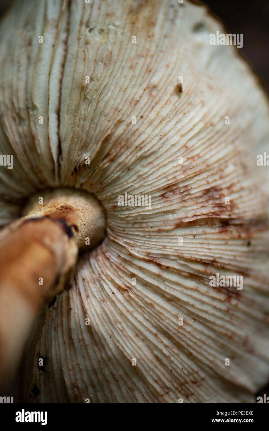 Mushroom gills hires stock photography and images Alamy