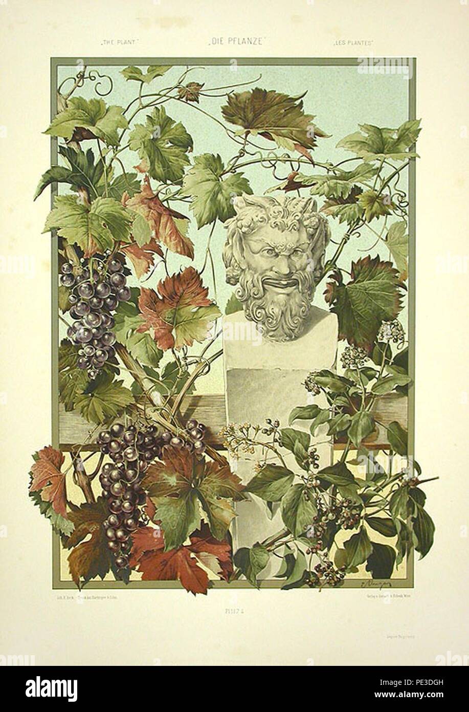 Anton Seder Bacchus Vines Stock Photo Alamy