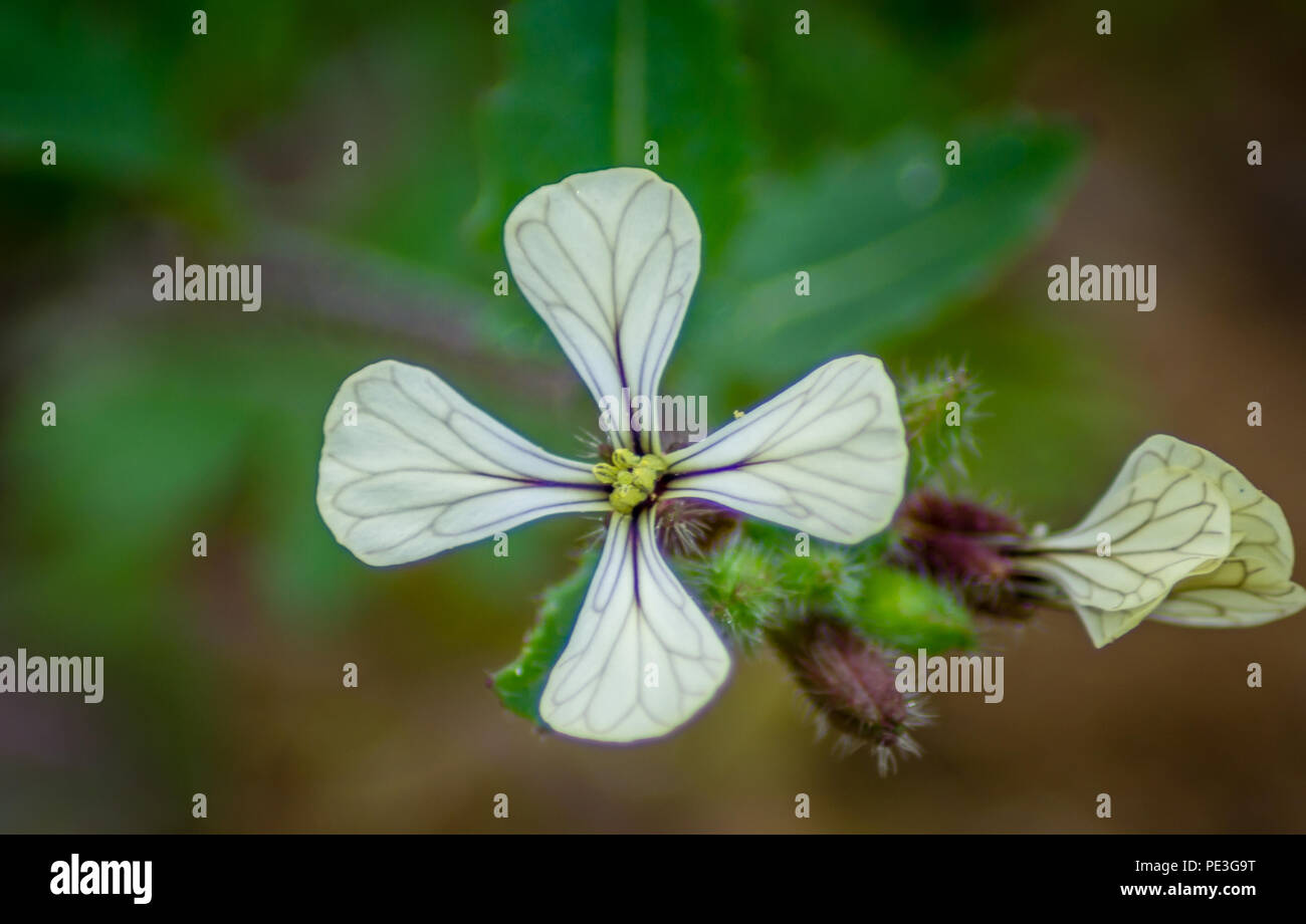 A white flower Stock Photo