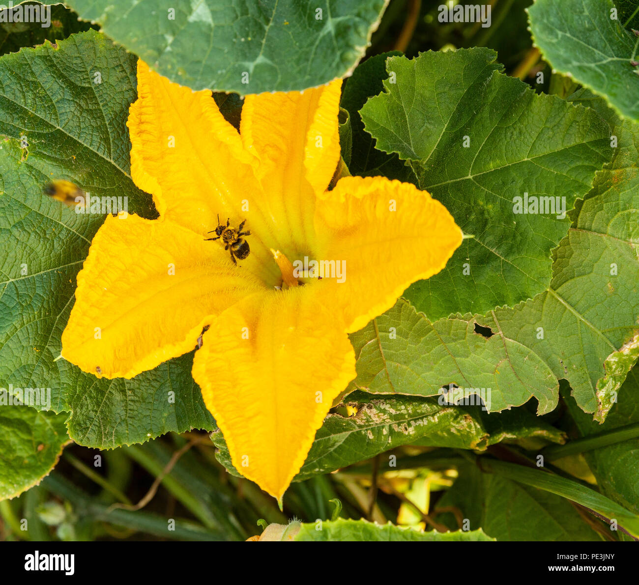 Male flower of squash hires stock photography and images Alamy