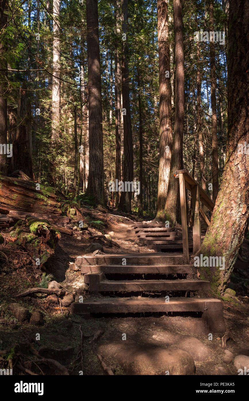 Wood stairs on a hiking trail in an evergreen forest Stock Photo - Alamy