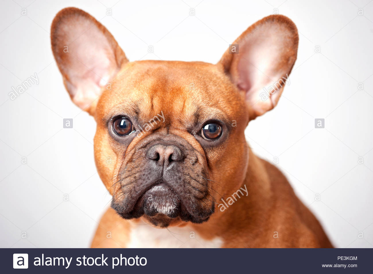 red fawn frenchie