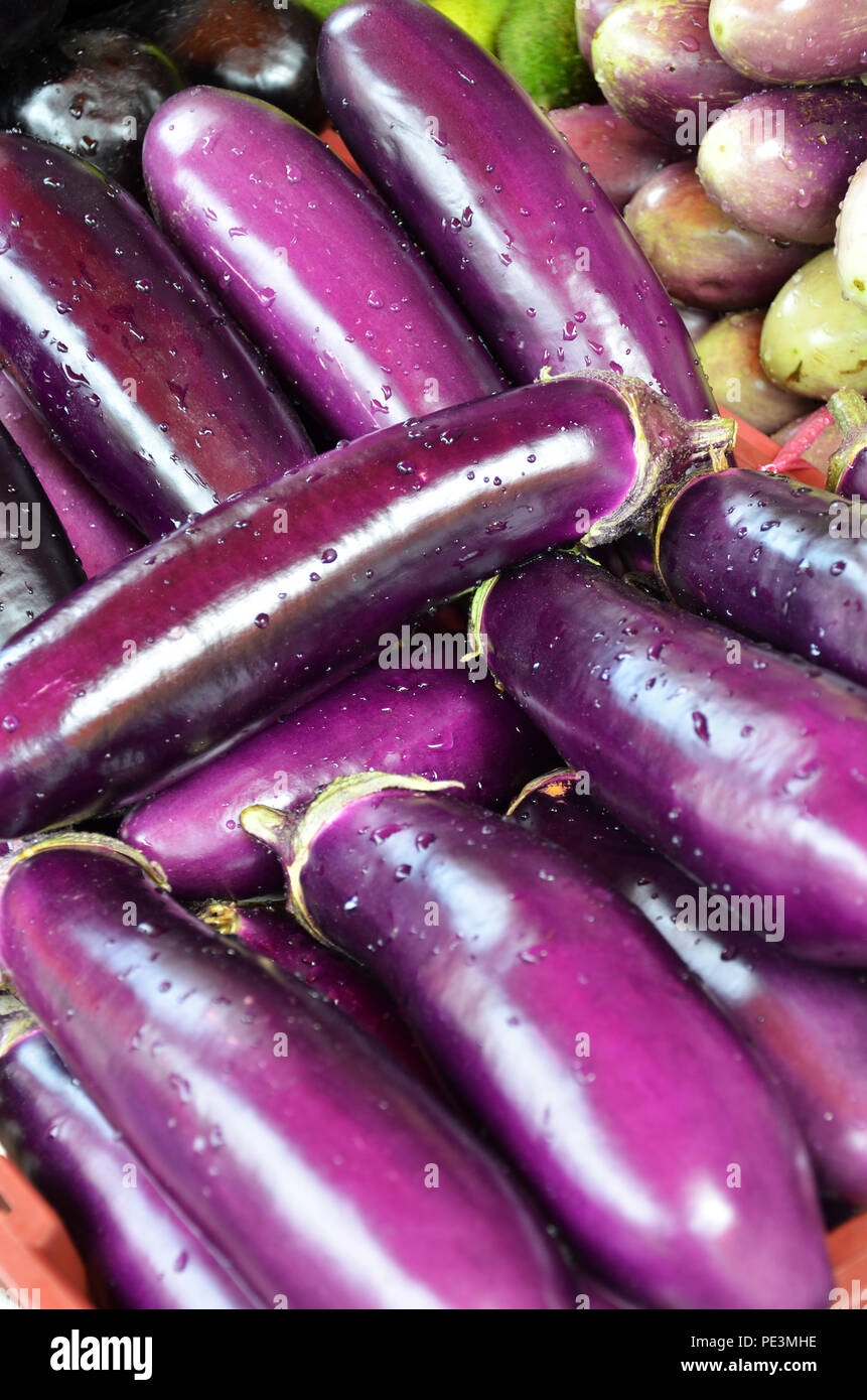 Pink Raviya Raw ripe Eggplant display at Vegetable Stall of Local Market at Little ...