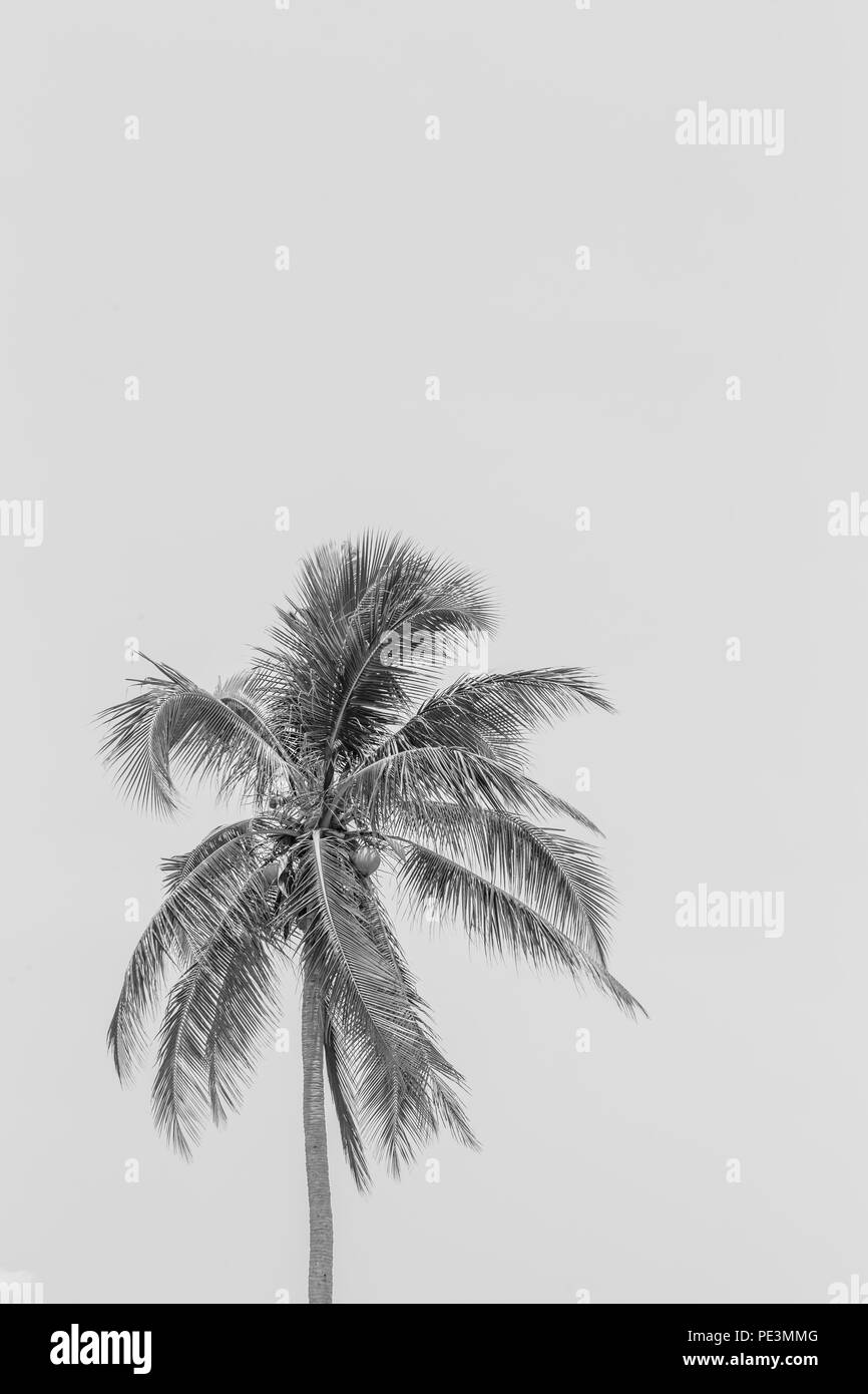 illustrations realistic black silhouettes isolated tropical palm trees on a white background and space for a message Stock Photo